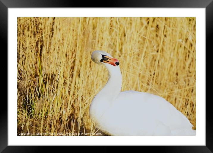 Majestic Mute Swan Framed Mounted Print by Stephen Hollin