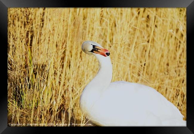 Majestic Mute Swan Framed Print by Stephen Hollin