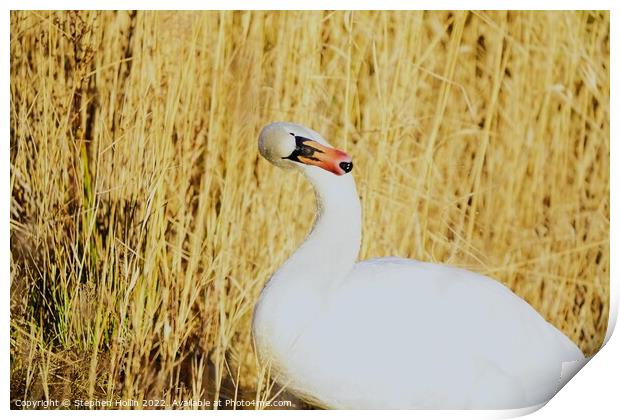Majestic Mute Swan Print by Stephen Hollin
