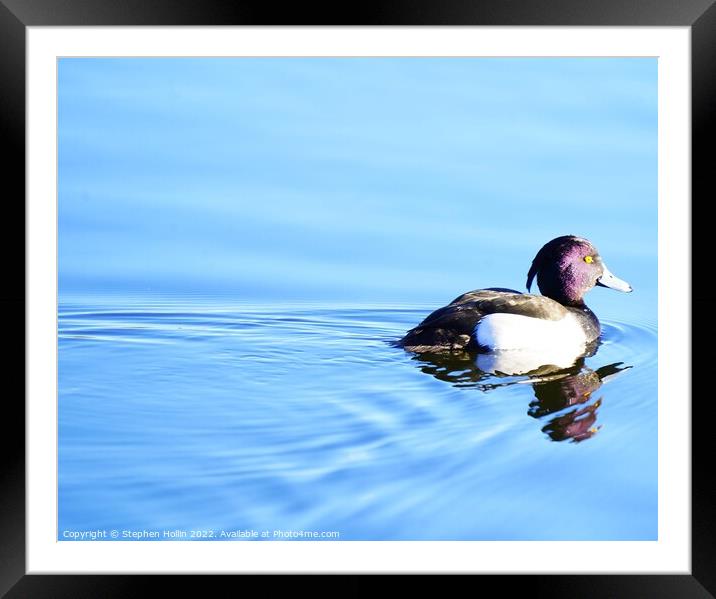 Tufted duck Framed Mounted Print by Stephen Hollin