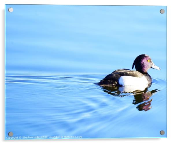 Tufted duck Acrylic by Stephen Hollin