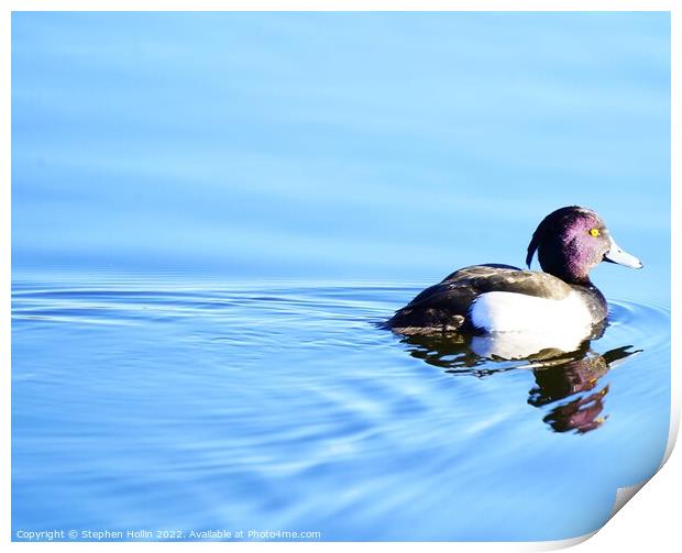 Tufted duck Print by Stephen Hollin