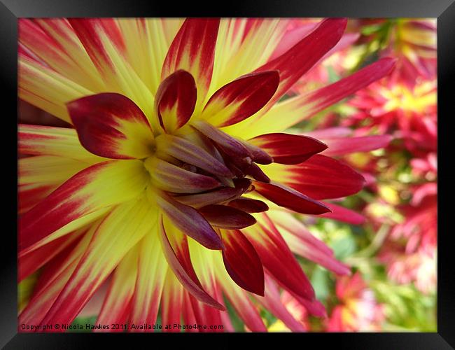 Red and Yellow Dahlia Framed Print by Nicola Hawkes