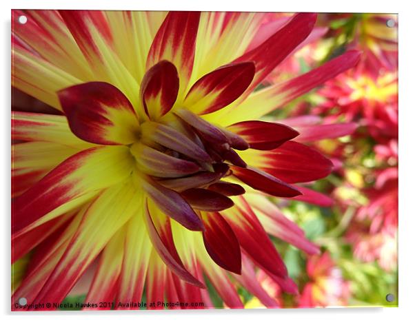 Red and Yellow Dahlia Acrylic by Nicola Hawkes