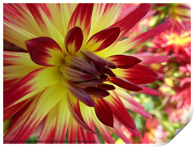 Red and Yellow Dahlia Print by Nicola Hawkes