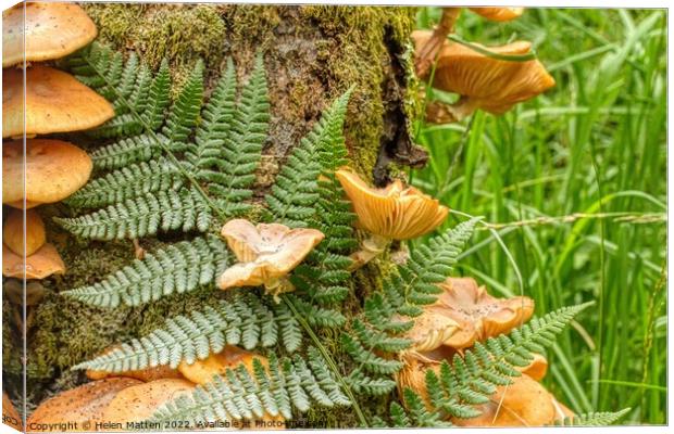 Fungus and Fern growing in moss on a tree trunk Canvas Print by Helkoryo Photography