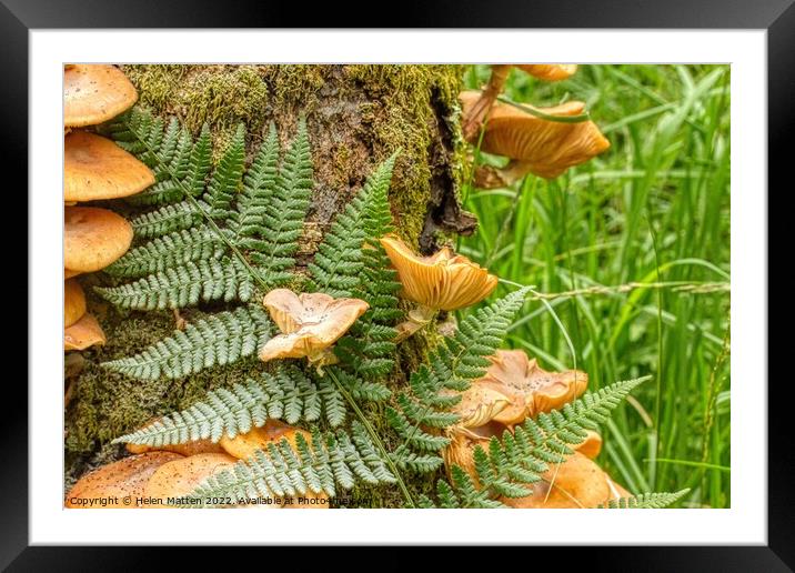 Fungus and Fern growing in moss on a tree trunk Framed Mounted Print by Helkoryo Photography