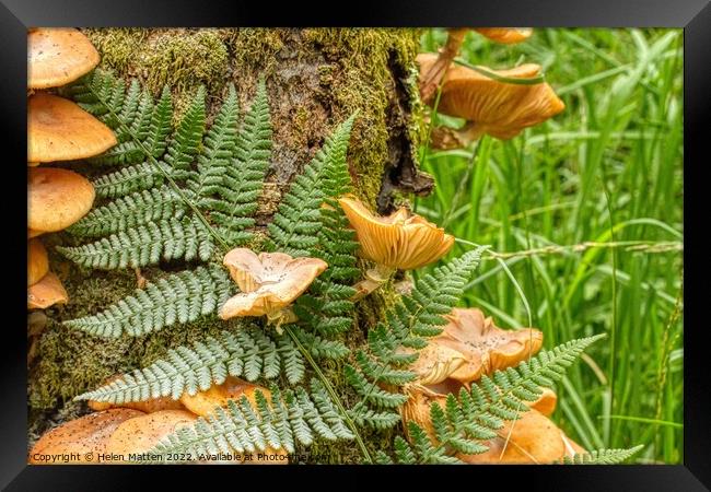 Fungus and Fern growing in moss on a tree trunk Framed Print by Helkoryo Photography