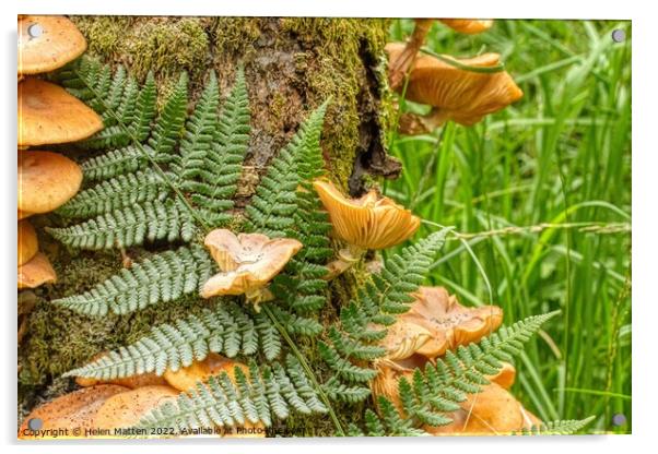 Fungus and Fern growing in moss on a tree trunk Acrylic by Helkoryo Photography