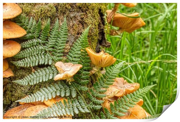 Fungus and Fern growing in moss on a tree trunk Print by Helkoryo Photography