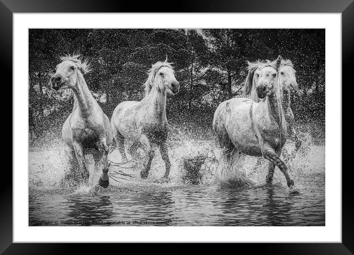 Camargue Horses in the Marshes Black and White Framed Mounted Print by Helkoryo Photography