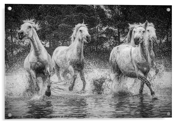 Camargue Horses in the Marshes Black and White Acrylic by Helkoryo Photography