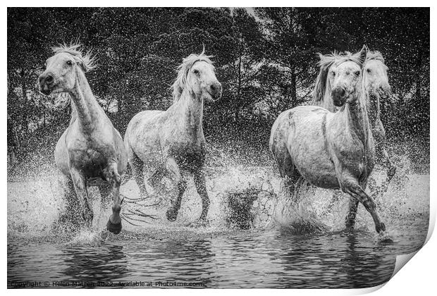 Camargue Horses in the Marshes Black and White Print by Helkoryo Photography