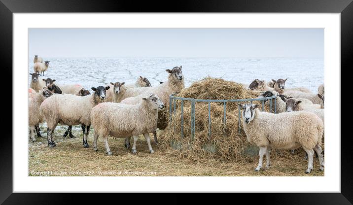 Sheep feeding in winter Framed Mounted Print by Jim Monk