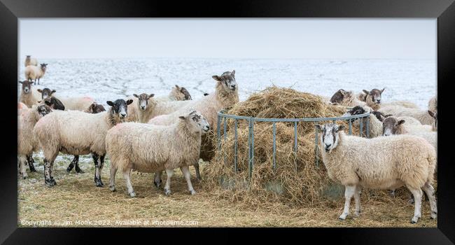 Sheep feeding in winter Framed Print by Jim Monk