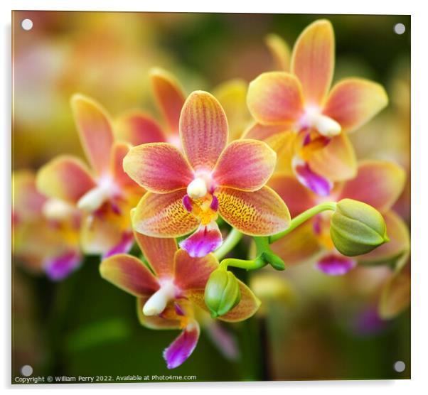 Pink Yellow Spotted Orchids Hong Kong Flower Market Acrylic by William Perry