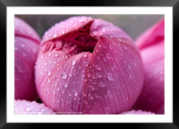 Pink Lotus Blossom Closed Hong Kong Flower Market Framed Mounted Print by William Perry