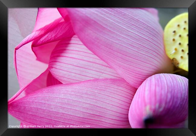 Pink Lotus Petal Bud Hong Kong Flower Market Framed Print by William Perry