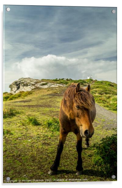 A brown horse / pony standing on top of the cliffs Acrylic by Michael Shannon