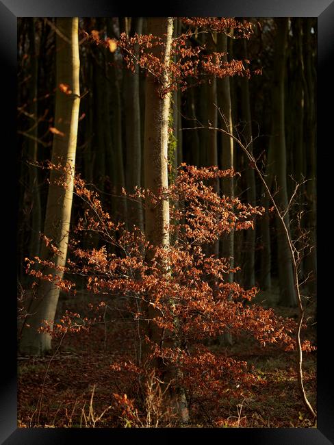 sunlit woodland Framed Print by Simon Johnson