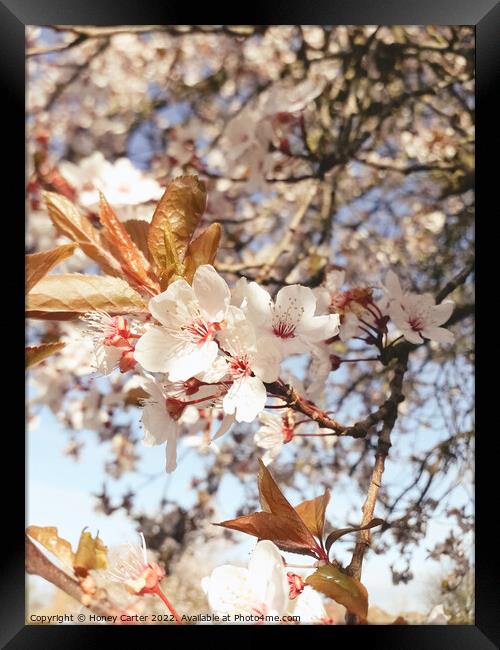 Summer Blossom  Framed Print by Honey Carter