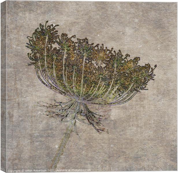 Wild Carrot Floral Seed Head with textures  Canvas Print by Gillian Robertson