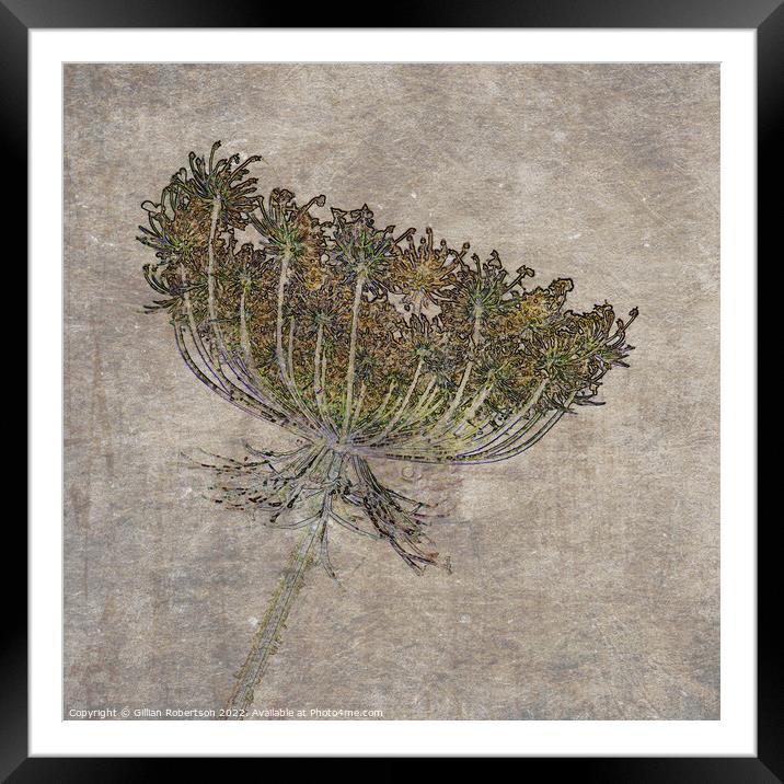 Wild Carrot Floral Seed Head with textures  Framed Mounted Print by Gillian Robertson