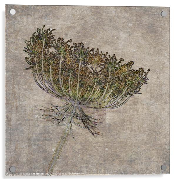 Wild Carrot Floral Seed Head with textures  Acrylic by Gillian Robertson