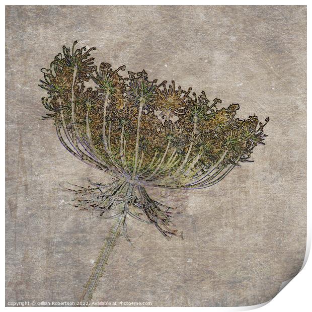 Wild Carrot Floral Seed Head with textures  Print by Gillian Robertson