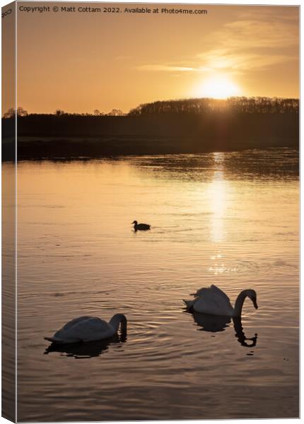 Swan Sunrise Canvas Print by Matt Cottam