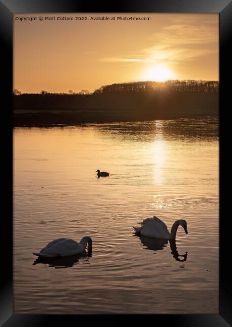 Swan Sunrise Framed Print by Matt Cottam