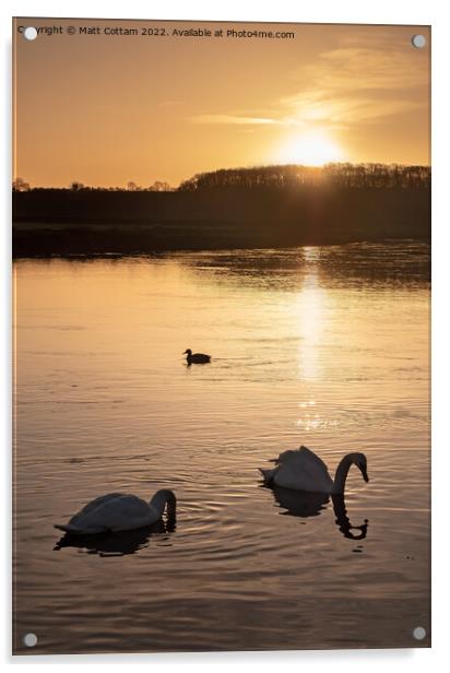 Swan Sunrise Acrylic by Matt Cottam