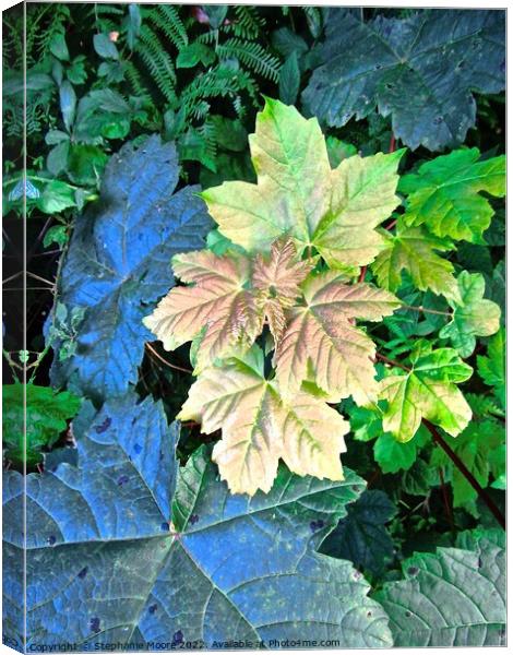 Colourful leaves Canvas Print by Stephanie Moore