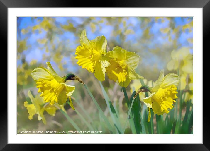 Fresh Spring Daffodils  Framed Mounted Print by Alison Chambers