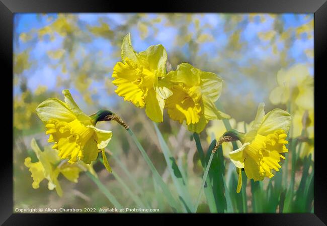 Fresh Spring Daffodils  Framed Print by Alison Chambers