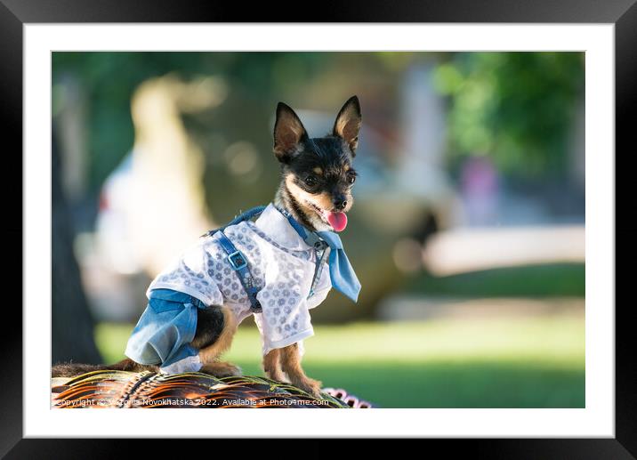 Little dog in elegant clothes  Framed Mounted Print by Viktoriia Novokhatska