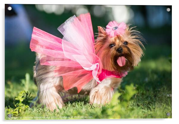 Little dog in pink clothes Acrylic by Viktoriia Novokhatska
