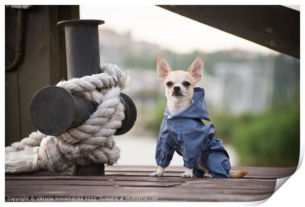Chihuahua on a dock Print by Viktoriia Novokhatska