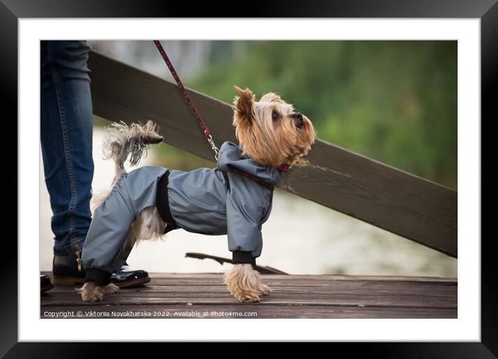 A small dog walking in overalls Framed Mounted Print by Viktoriia Novokhatska