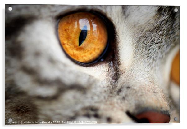 Eye of a cat close-up Acrylic by Viktoriia Novokhatska