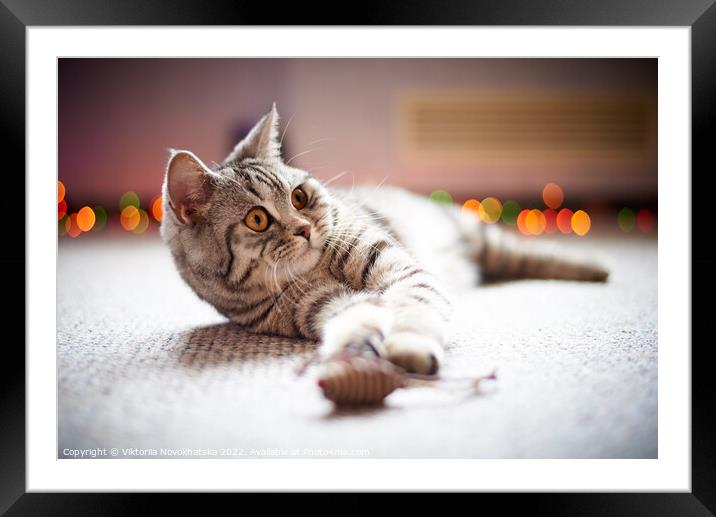 Cat lying on the floor Framed Mounted Print by Viktoriia Novokhatska