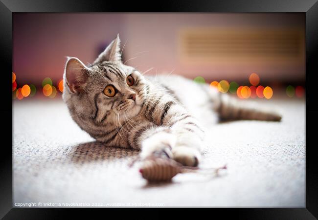 Cat lying on the floor Framed Print by Viktoriia Novokhatska
