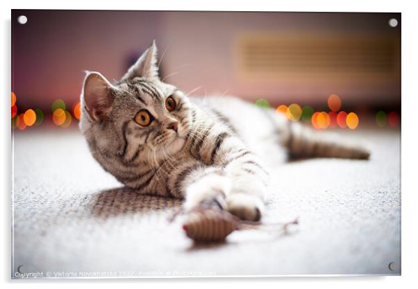 Cat lying on the floor Acrylic by Viktoriia Novokhatska