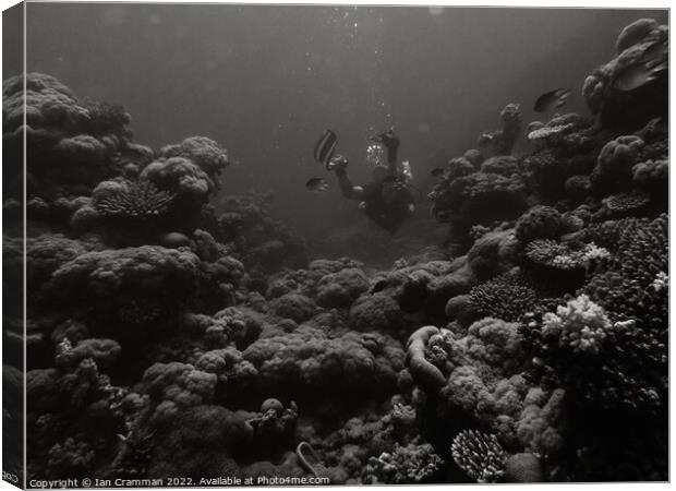Diving in monochrome Canvas Print by Ian Cramman