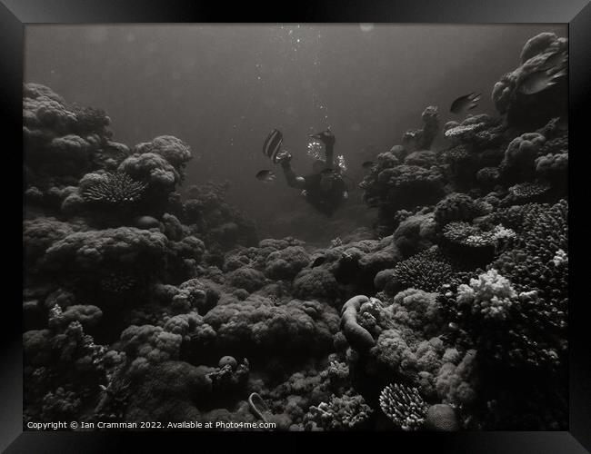 Diving in monochrome Framed Print by Ian Cramman
