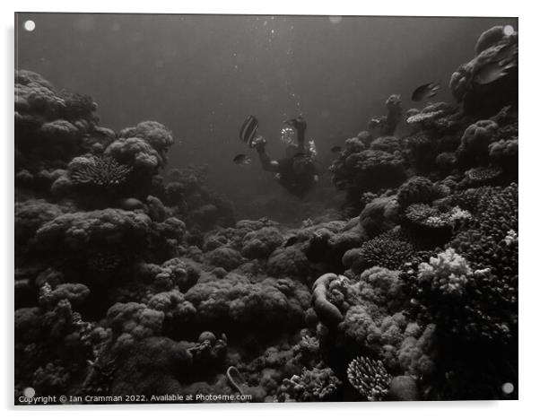 Diving in monochrome Acrylic by Ian Cramman
