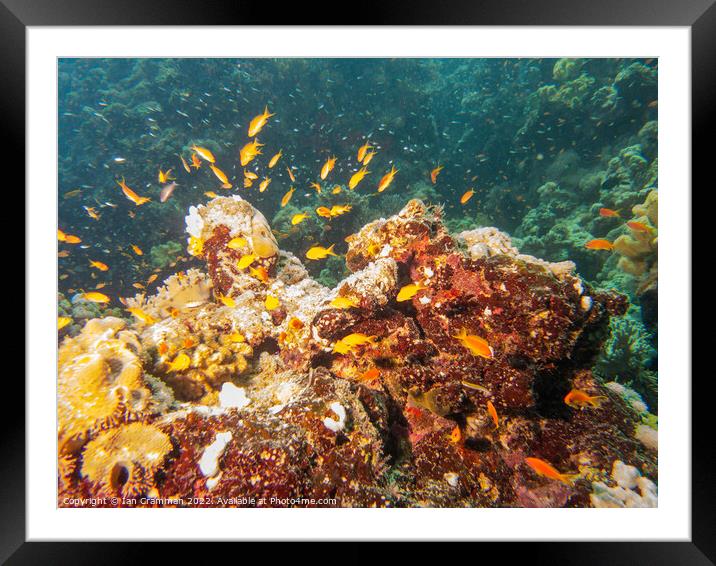 Lyretail Anthias on the reef Framed Mounted Print by Ian Cramman
