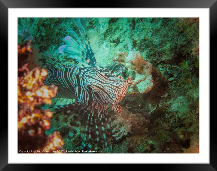 Lion fish waiting for prey Framed Mounted Print by Ian Cramman