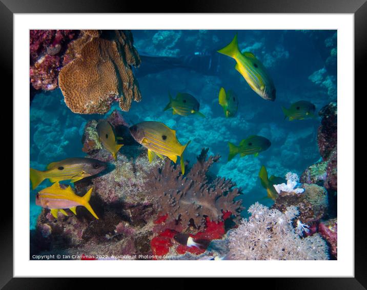 Yellow fish on the reef Framed Mounted Print by Ian Cramman