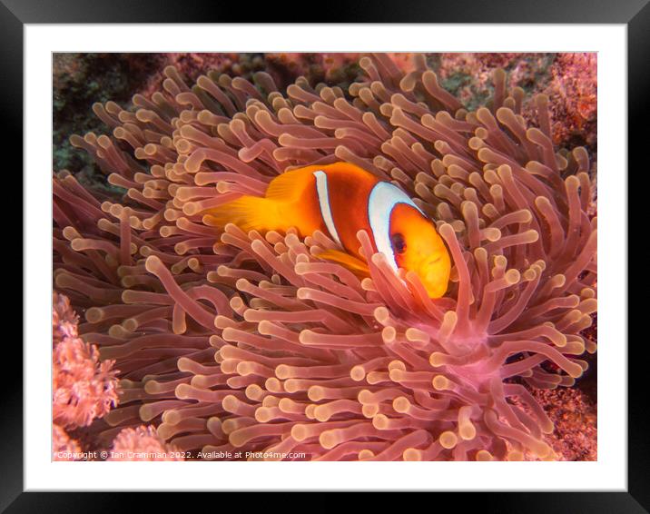 Red Sea Anemone Fish on anemone Framed Mounted Print by Ian Cramman